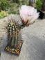 Preview: Echinocereus fendleri